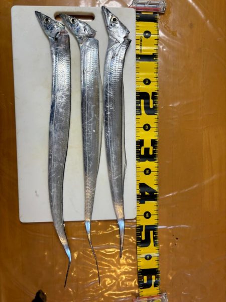 タチウオ最終戦・初タチウオジギング〜盛和丸〜