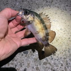 厳しい釣り納め