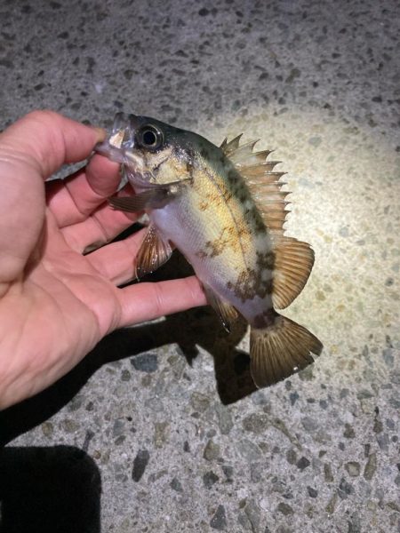 厳しい釣り納め