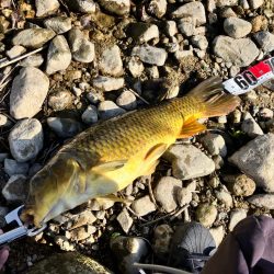 武庫川上流コイ釣行