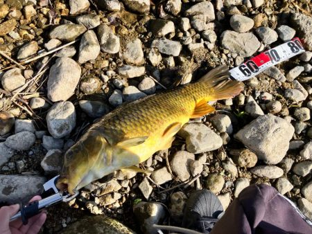 武庫川上流コイ釣行