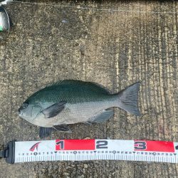 カゴ釣りで尺アジ