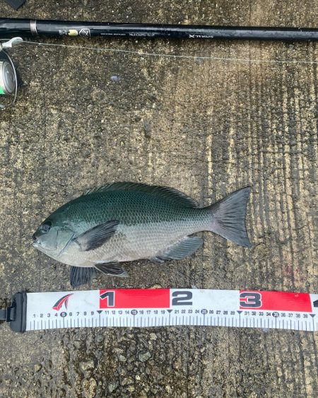 カゴ釣りで尺アジ