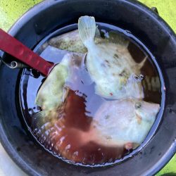 寒い中のカワハギ