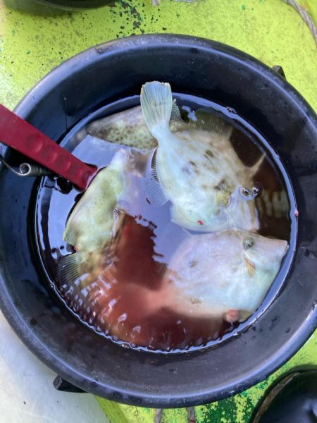 寒い中のカワハギ