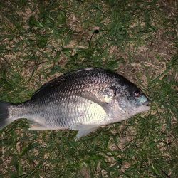 淀川のシーバスとキビレ