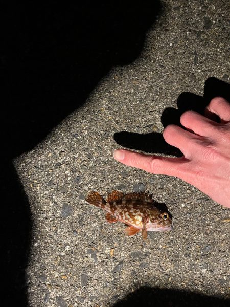 冬のライトゲーム