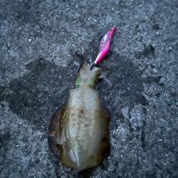 遠征ナイトエギング