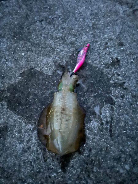 遠征ナイトエギング