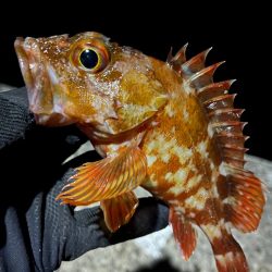 釣り納め・・られず