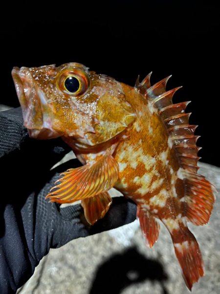 釣り納め・・られず