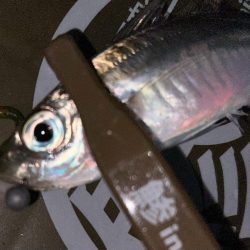 寒くてもアジング