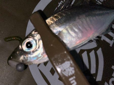 寒くてもアジング