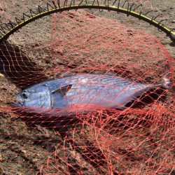 磯でフカセ釣り