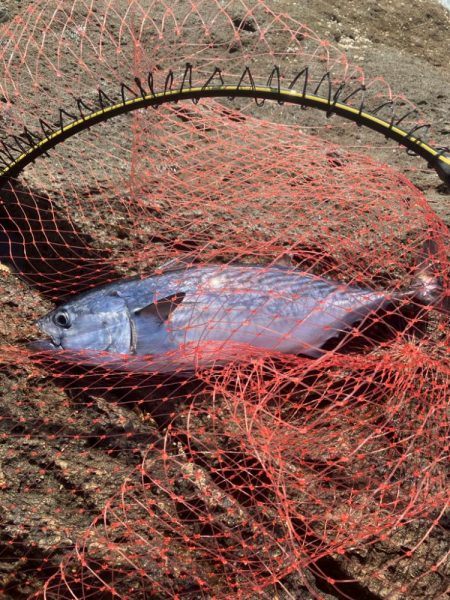 磯でフカセ釣り