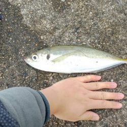 尺アジ釣れました！