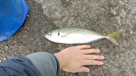 尺アジ釣れました！