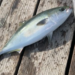 激渋釣り堀(自分のせい)