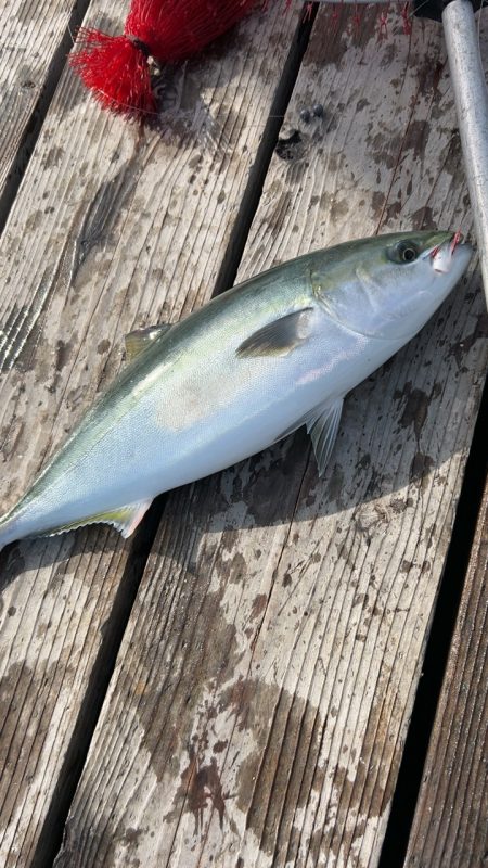 激渋釣り堀(自分のせい)