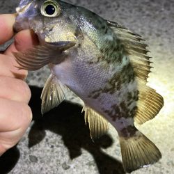 年末メバリング