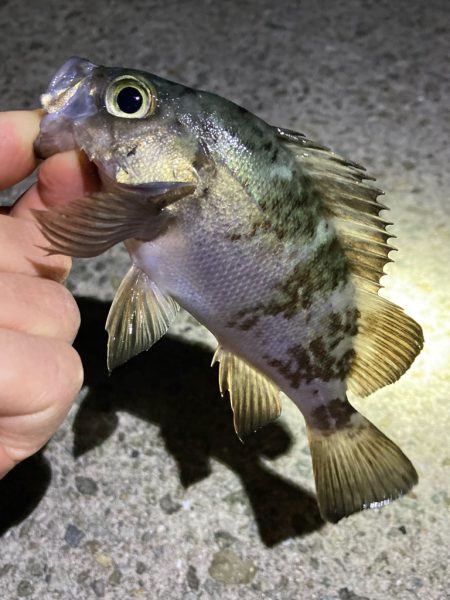 年末メバリング