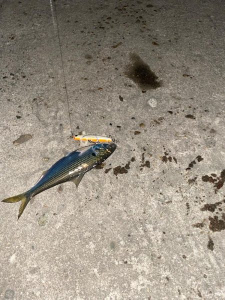 シーバスの深夜練