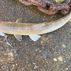 結局マキマキで釣る猫