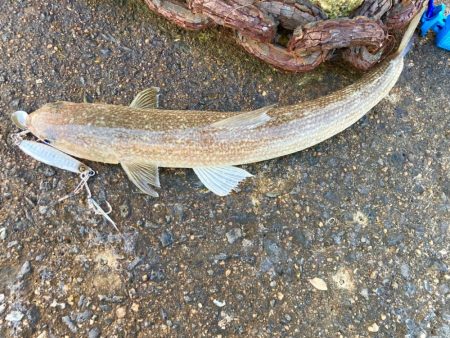 結局マキマキで釣る猫