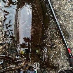 ティップがランランラン！