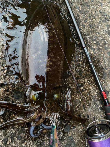 ティップがランランラン！