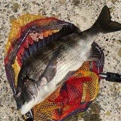 ヘチってきました