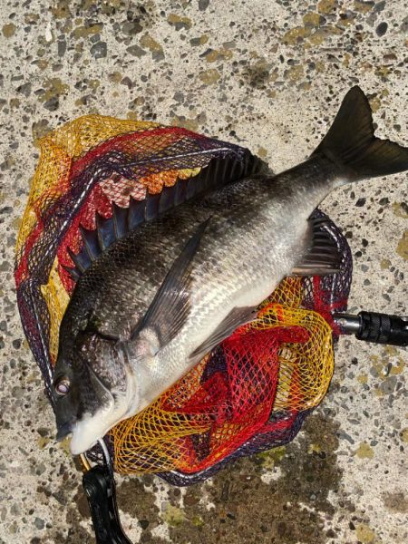 ヘチってきました