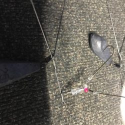 室津のカットウ釣り