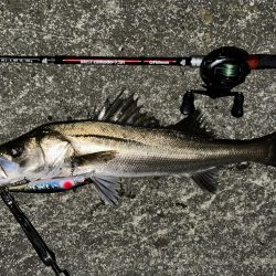 やっぱりいたっ！