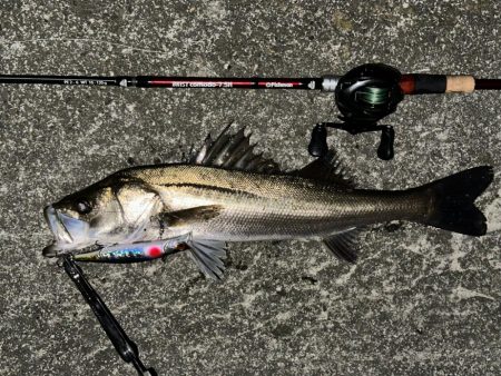 やっぱりいたっ！