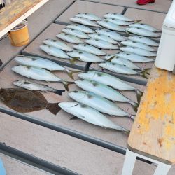 メジロ・ハマチ・ヒラメ/ノマセ