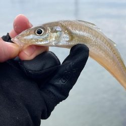 渋すぎて寒すぎる釣行 今日もキス狙い!