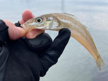 渋すぎて寒すぎる釣行　今日もキス狙い！