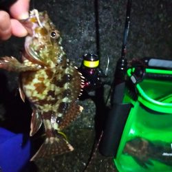 一投目からアコウがヒット!