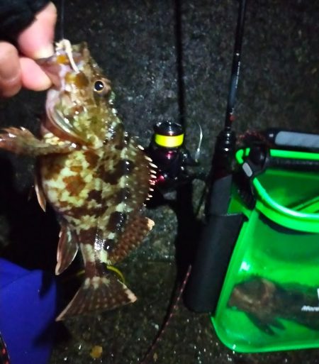 一投目からアコウがヒット!