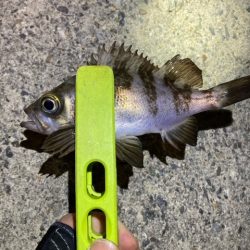 メバリング