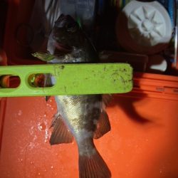 メバリング、アジング