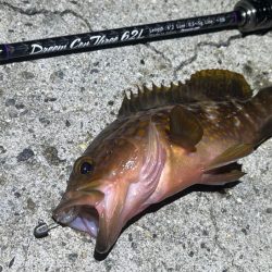 良型は釣れないが豆アジなら無限モードです!