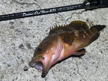良型は釣れないが豆アジなら無限モードです!
