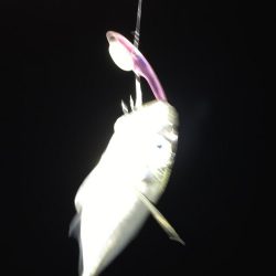 中アジポイントで中アジ