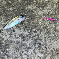 豆アジすら激渋！隣で良型アジがポツポツ