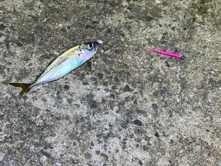 豆アジすら激渋！隣で良型アジがポツポツ