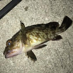 中アジ再度確認