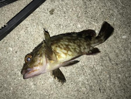 中アジ再度確認