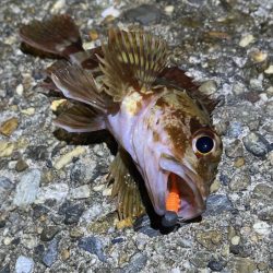 二見メバリング激渋!